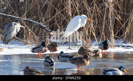 A diverse group of birds including a Great Egret, Grey Heron, and Mallard ducks gathered on a frozen river bank. Beautiful winter wildlife scene showi Stock Photo