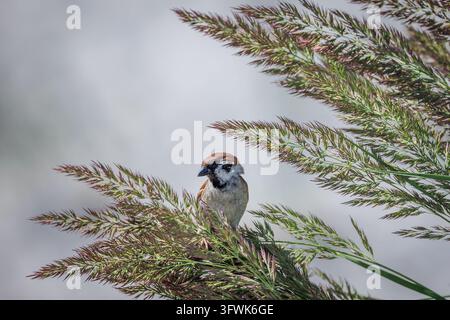 Eurasian tree sparrow Passer montanus on a beach in Jurmala city, Latvia Stock Photo