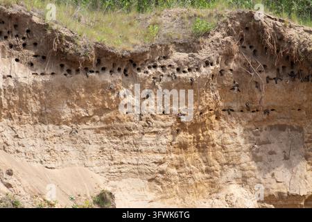 Sand martin, Riparia riparia. A colony of birds in the steep slopes of a sand pit Stock Photo