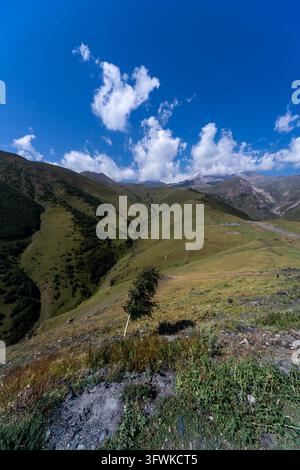 Vertical shot of a solitary small birch tree standing on a grassy mountain slope with lush green hills and fluffy white clouds in the blue sky. Stock Photo