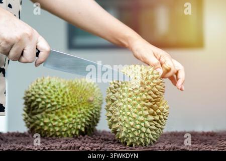 Cropped image of Asian woman hands are cutting Durain the King of fruits on dark brown fur.  Tropical seasonal fruit. Stock Photo
