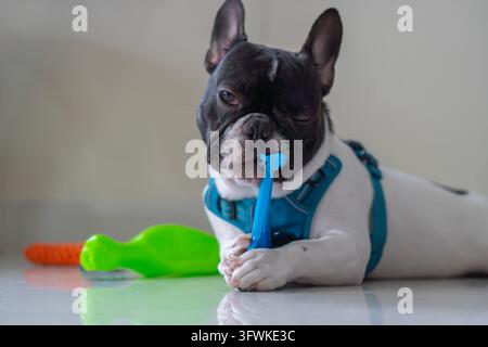 Happy black and white French bull dog puppy winking an eye and smiling while play his toy on colored beige background with closed eyes. Stock Photo
