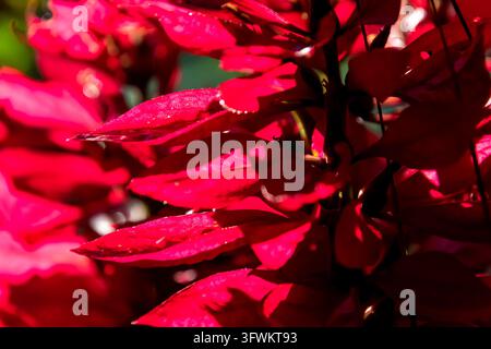 A detailed macro shot capturing rich red tropical leaves illuminated by bright sun rays, showing natural textures and deep shadows in the garden. Stock Photo