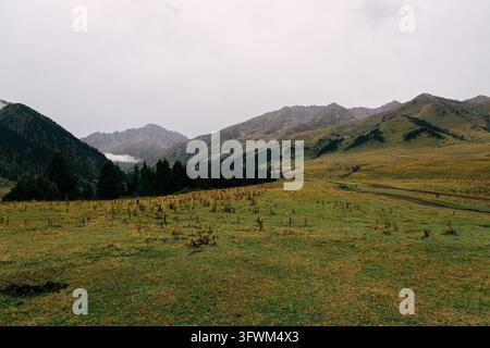 Grassy meadow stretches toward rugged, misty mountains. Dark evergreens line valley edge, silhouetted against cloudy sky. Scene feels calm, serene. Ak Stock Photo