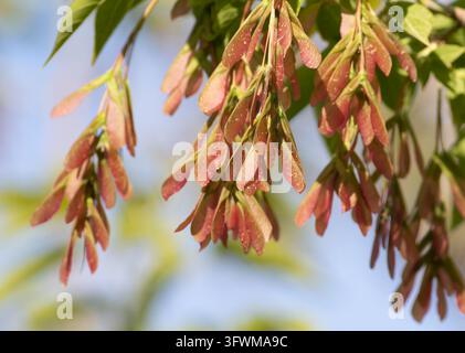 Close-up of young pink samaras or winged seeds of a boxelder maple tree (Acer negundo) hanging on branches with green leaves against a soft out of foc Stock Photo