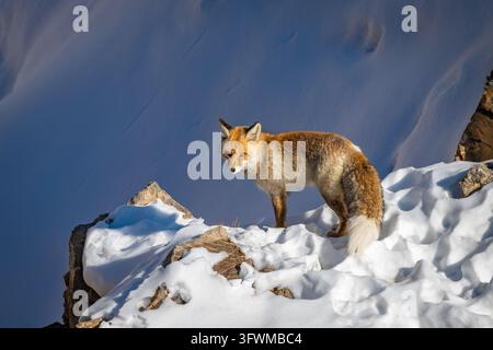 Portrait of a Himalayan red fox standing on soft snow under sunlight isolated against a shadowy background during the winter months at Kibber Stock Photo