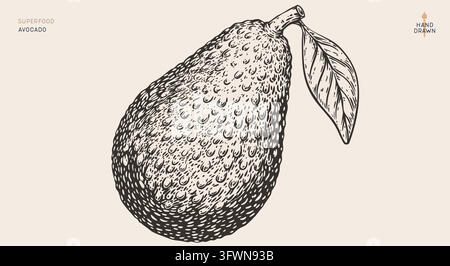 Avocado, sketch organic vegetable Stock Vector