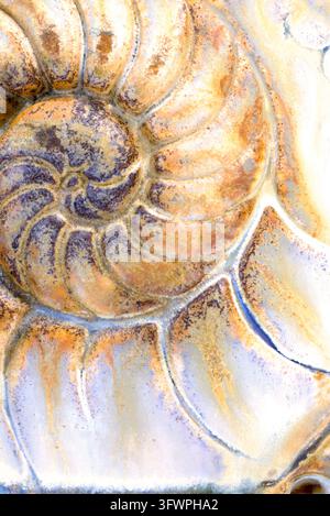 Closeup macro photograph of a ceramic cup surface featuring a weathered fossil marine nautilus shell impression, with earthy gold, cream, and blue gla Stock Photo
