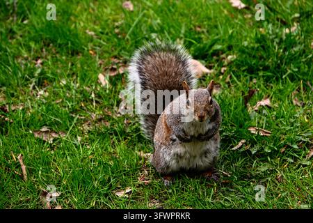 A grey squirrel sits on green grass, asking forn food. Stock Photo