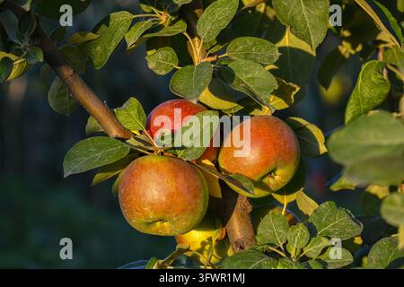 Ripe red apples growing on apple tree in warm sunlight Stock Photo