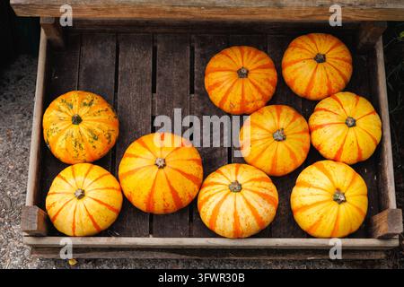 Small striped orange ornamental pumpkins in a wooden crate seen from above, autumn harvest Stock Photo