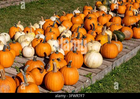 White and orange pumpkins for sale on wooden skids, with green grass and sunlight highlighting their natural textures. Stock Photo