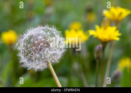 Beautiful fluffy dandelion seed head with yellow wildflowers blooming in background Stock Photo