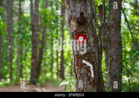 Hiking trail marker painted on pine tree in forest beside footpath. Trekking route navigation, walking tour in woodland, outdoor adventure, travel con Stock Photo