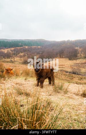 View of a young Highland calf standing in a grassy field with another Highland cow in the background, set against rolling hills, Scotland, United King Stock Photo