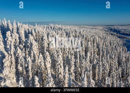Winter landscape in aerial view Finland boreal coniferous forest, snow-laden conifers cover a wide landscape of boreal coniferous forest under a clear Stock Photo