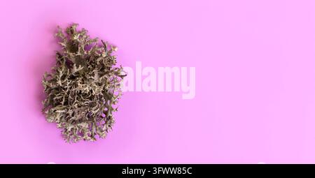 Detail of lichen (Cladonia rangiferina) structure on pink board. Abstract organic background, space for text on right side Stock Photo