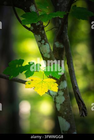 Close-up of yellow leaves in autumn . View of amazing yellow tree leaf in front of a wooden bench in the forest. Background of nature Stock Photo