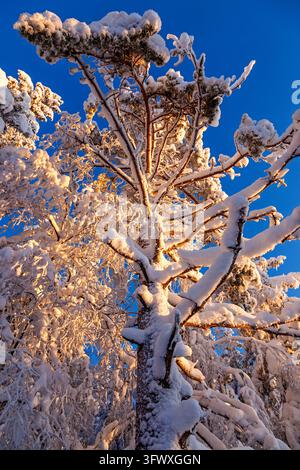 Snow covered Pine tree in golden winter sunlight Stock Photo