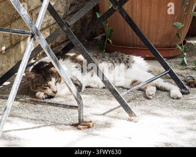 A cat sleeps on the ground beneath metal table legs beside a planter in Gaios, Ionian Islands, Greece, during the day. Stock Photo