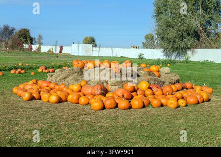 A large display of orange pumpkins stacked on hay bales in a field under a clear blue sky. A festive autumn harvest festival scene Stock Photo