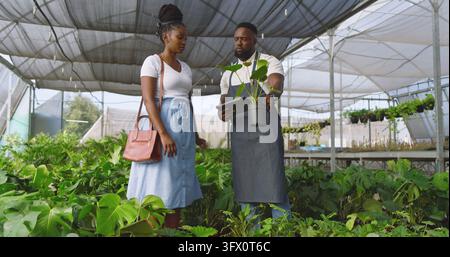 African American nursery worker and customer holding handbag and examining houseplant using tablet Stock Photo