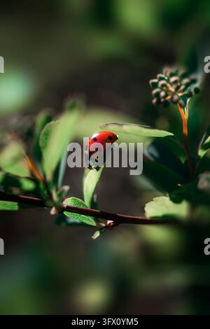 Macro photo of a seven-spot ladybug crawling on a green leaf branch with unopened flower buds in a sunny garden. Stock Photo