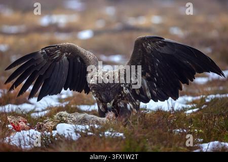 White-tailed eagle / Eurasian sea eagle (Haliaeetus albicilla) juvenile feeding on carrion of perished roe deer in moorland / heathland in winter Stock Photo