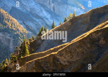 Mountain ridge with pine trees in autumn with sunset sunlight Stock Photo