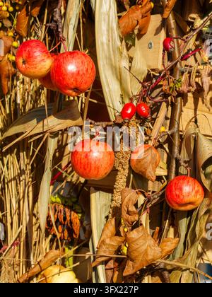 Ripe red apples and rose hips hanging on branches among dried corn stalks and autumn leaves, creating colorful rustic harvest decoration in sunlight Stock Photo