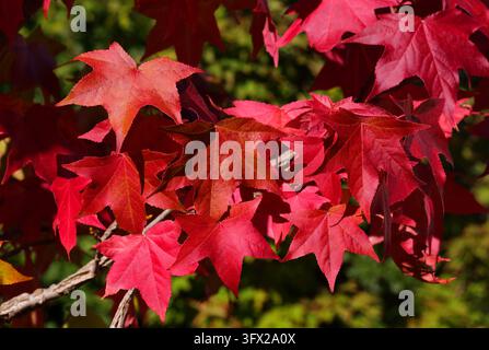 Autumn colors. Close up of red Japanese Maple or Red Maple leaves on the tree. Lisbon, Portugal. Selective focus. Stock Photo