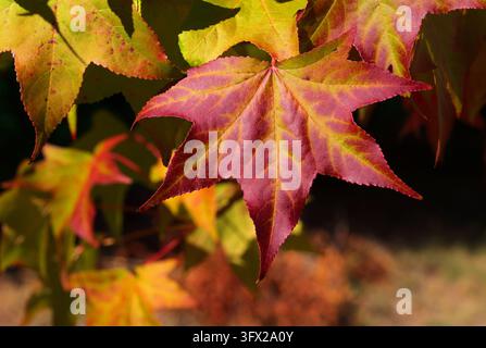 Autumn colors. Close up of red Japanese Maple or Red Maple leaves going from golden coloured to red on the tree. Lisbon, Portugal. Selective focus. Stock Photo