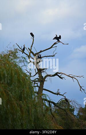 Great cormorants (Phalacrocorax carbo) perched on the branches of a dead tree. High quality photo Stock Photo