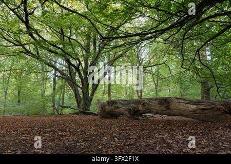 Large fallen tree trunk lying across the leaf covered woodland floor beneath a green canopy in Savernake Forest, Wiltshire, England. Stock Photo