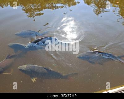 usefull Fish Farming in Pond Management Fish Farming in Pond Management ...