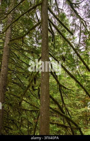 Squamish, Canada - September 9, 2026: Vertical perspective looking up along the straight bark of an old growth evergreen covered in thick hanging curt Stock Photo