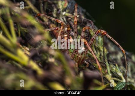 A female Green Lynx spider (Peucetia viridans) blending in perfectly with the shrubbery. Raleigh, NC. Stock Photo
