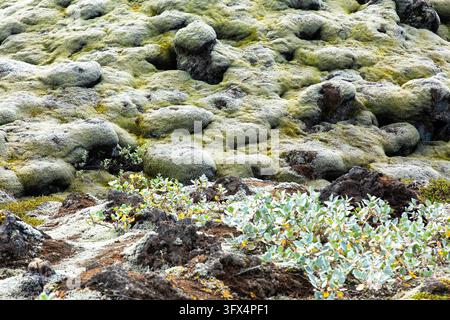 eldhraun lava field covered with moss in southern iceland Stock Photo
