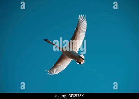Wild waterfowl, spread across a clear blue sky, flying in loose ...