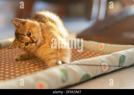 A golden tabby kitten lying on a woven bamboo cushion with a patterned fabric edge, backlit by warm afternoon sunlight, looking curiously toward the camera with ears perked and front paw extended, in a cozy indoor home setting Stock Photo