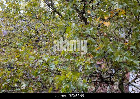 Dense tangle of green and yellowing autumn leaves on a street tree seen from above, filling the frame, Brooklyn, New York. Stock Photo