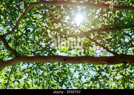 View from below into a lush vibrant tree full of branches with many leaves while the sun shines through. Leaf veins visible Stock Photo