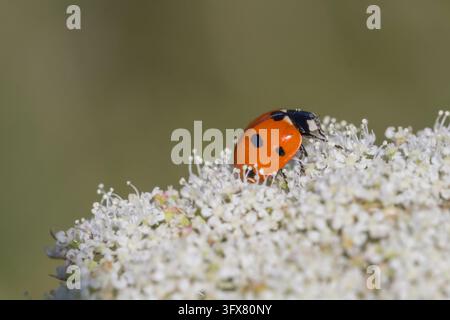 Seven-spot ladybird (Coccinella septempunctata) with bright orange-red wing covers and black spots resting on tiny white flowers Stock Photo