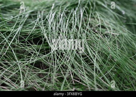 Natural organic pattern with beautiful bokeh, perfect for eco-friendly branding and botanical wallpapers. Fresh green grass texture after rain with mo Stock Photo