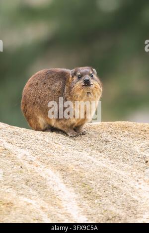 Rock hyrax (Procavia capensis) on a rock, Germany Stock Photo