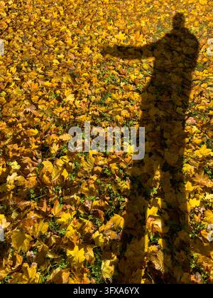 Yellow maple leaves cover the ground in autumn, illuminated by sunlight and crossed by distinct human shadows. The golden foliage, contrasting silhoue Stock Photo