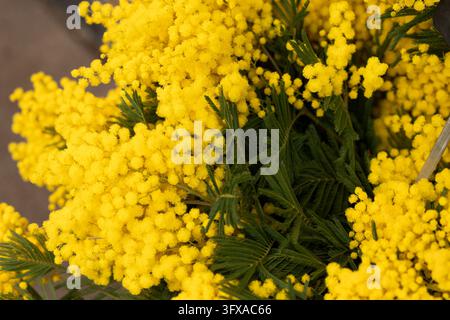 Close-up of vibrant yellow mimosa flowers, Acacia dealbata, with dense spherical flower clusters and delicate silvery-green pinnate foliage. Bright bo Stock Photo
