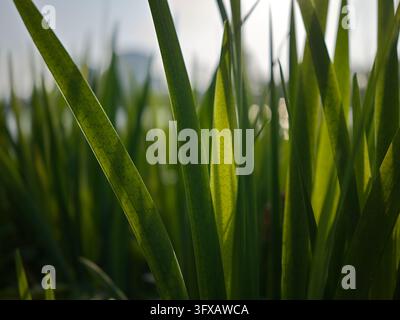 Close view of tall, slender backlit green leaves with visible veins in soft light, with a blurred pale background in Ningbo, China. Stock Photo