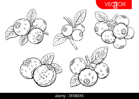 Hand drawn blueberry berry sketches in black outline showing five botanical fruit arrangements with leaves and branches including a cut blueberry with Stock Vector