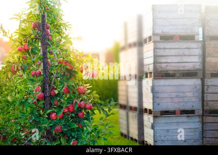 Apple tree full of ripe red fruits beside stacked wooden harvest crates in a sunny orchard. Fruit farming and seasonal harvesting. Stock Photo